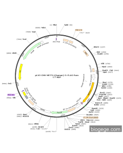 pLV3-CMV-METTL1(human)-3×FLAG-Puro