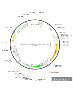 pLV3-CMV-ANGPTL4(human)-3×FLAG-CopGFP-Puro