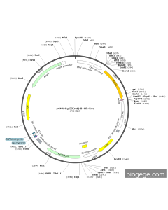 pCMV-Fgf23(rat)-8×His-Neo