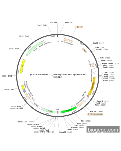 pLV3-CMV-ZDHHC21(human)-3×FLAG-CopGFP-Puro