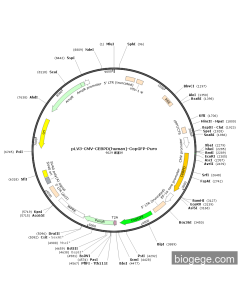 pLV3-CMV-CEBPD(human)-CopGFP-Puro