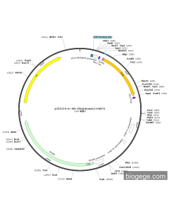 pJ23119-6×His-Ifng(mouse)-rrnBT1