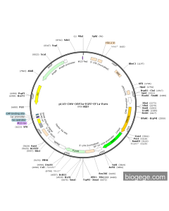 pLV3-CMV-ORF3a-EGFP-EF1a-Puro