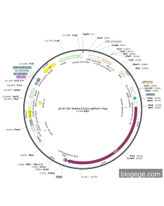 pLV3-U6-Washc1(rat)-sgRNA1-Hyg