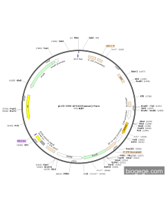 pLV3-CMV-APOA2(human)-Puro