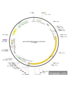 pLV3-CMV-WAPL(human)-3×HA-Puro