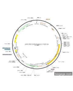 pLV3-CMV-FLVCR1(human)-3×FLAG-Neo