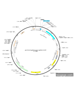 pLV3-U6-Dgat2(mouse)-sgRNA1-ECFP