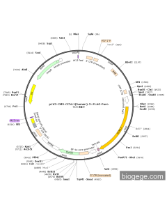pLV3-CMV-CCNL1(human)-3×FLAG-Puro