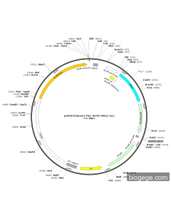 pGDNF(human)-Fluc-SV40-hRluc-Neo