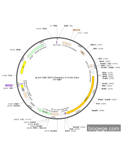 pLV3-CMV-GFPT1(human)-3×FLAG-Puro