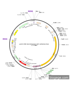 pLV3-CMV-ULK1(human)-GST-mCherry-Puro