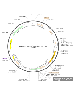 pLV3-CMV-LAPTM5(human)-3×FLAG-Puro