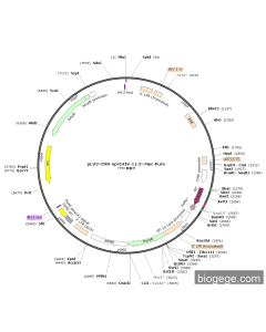 pLV3-CMV-vpr(HIV-1)-3×Myc-Puro
