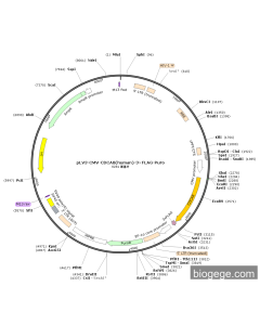 pLV3-CMV-CDCA8(human)-3×FLAG-Puro