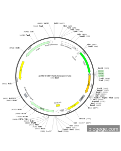 pCMV-EGFP-Park7(mouse)-Neo