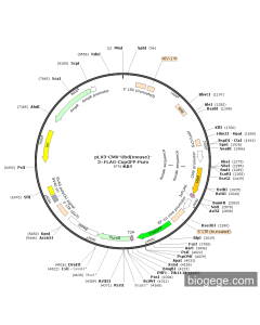 pLV3-CMV-Ubd(mouse)-3×FLAG-CopGFP-Puro