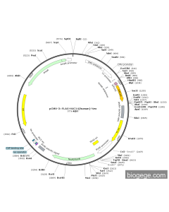 pCMV-3×FLAG-H4C14(human)-Neo