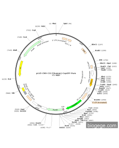 pLV3-CMV-CCL7(human)-CopGFP-Puro