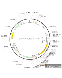 pLV3-CMV-SLC35A2(human)-3×HA-Puro