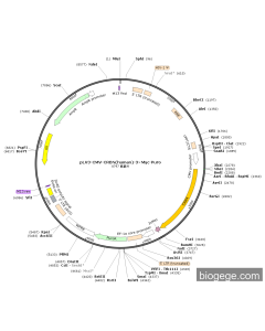 pLV3-CMV-CRBN(human)-3×Myc-Puro