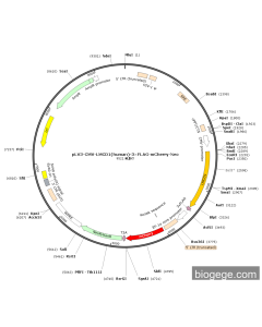 pLV3-CMV-LMCD1(human)-3×FLAG-mCherry-Neo