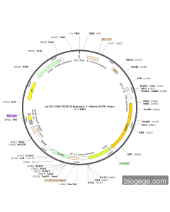 pLV3-CMV-RIPK3(human)-2×linker-EYFP-Puro