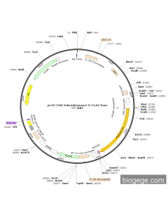 pLV3-CMV-Kdm4d(mouse)-3×FLAG-Puro
