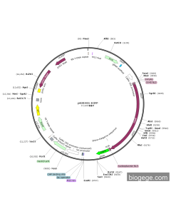 pKSE401-EGFP
