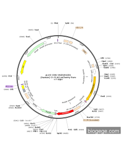 pLV3-CMV-HNRNPA2B1(human)-3×FLAG-mCherry-Puro