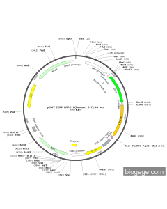 pCMV-EGFP-LRRC18(human)-3×FLAG-Neo