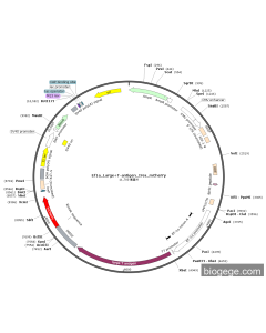 Ef1a_Large+T-antigen_Ires_mCherry