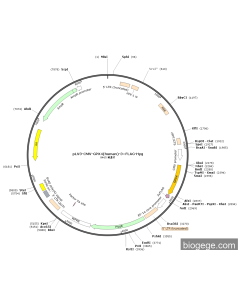 pLV3-CMV-GPX4(human)-3×FLAG-Hyg