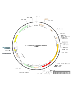 pLV3-CMV-G3bp1(mouse)-mCherry-Neo