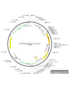 pCMV-MRPL12(human)-3×FLAG-Neo