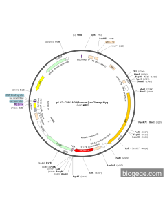 pLV3-CMV-APP(human)-mCherry-Hyg