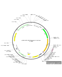 pCMV-EGFP-SIRT5(human)-3×HA-Puro