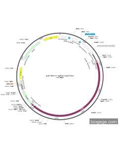 pU6-MCS-2×sgRNA-Cas9-Puro