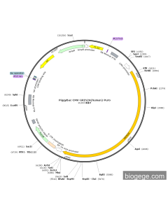 PiggyBac-CMV-GRIN2A(human)-Puro