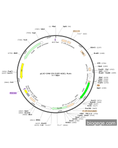 pLV3-CMV-ER-EGFP-KDEL-Puro