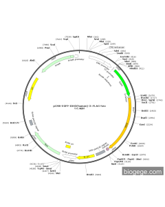 pCMV-EGFP-IDH2(human)-3×FLAG-Neo