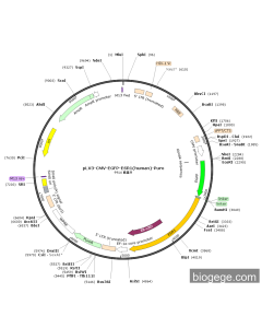pLV3-CMV-EGFP-ESR1(human)-Puro