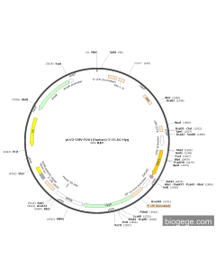 pLV3-CMV-FDX1(human)-3×FLAG-Hyg