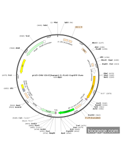 pLV3-CMV-CD47(human)-3×FLAG-CopGFP-Puro