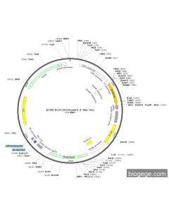 pCMV-BLOC1S1(human)-3×Myc-Neo
