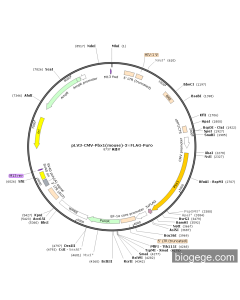 pLV3-CMV-Pbx1(mouse)-3×FLAG-Puro