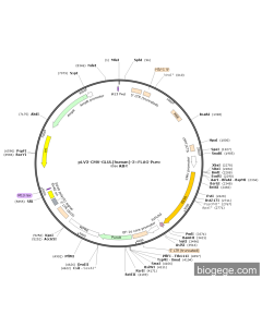 pLV3-CMV-GLUL(human)-3×FLAG-Puro