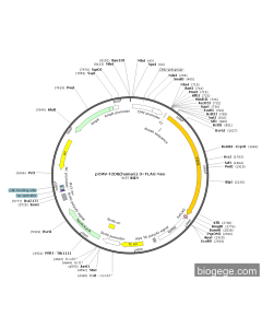 pCMV-FZD8(human)-3×FLAG-Neo