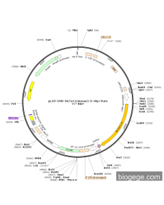 pLV3-CMV-Slc7a11(mouse)-3×Myc-Puro
