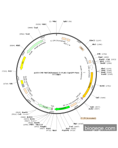 pLV3-CMV-MAT2A(human)-3×FLAG-CopGFP-Puro